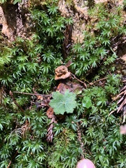 Hydrocotyle nepalensis