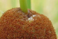 Typha angustifolia