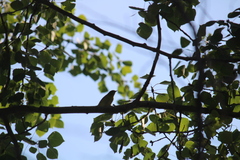 Leiothlypis peregrina