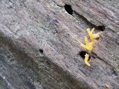 Calocera cornea