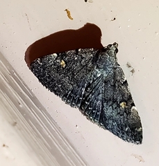 Idia diminuendis