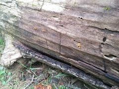 Calocera cornea