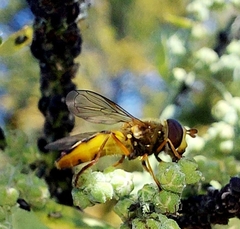 Syrphus ribesii
