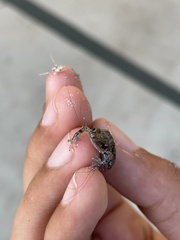 Eleutherodactylus planirostris