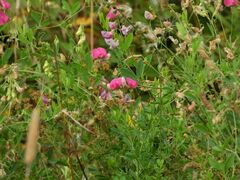 Lathyrus tuberosus