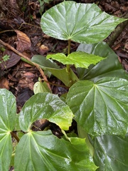 Begonia chitoensis