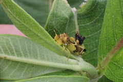 Phymata americana