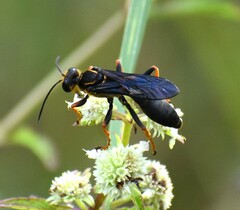 Sphex flavovestitus