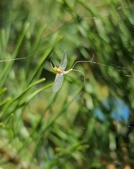 Heptagenia longicauda