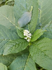 Phytolacca acinosa