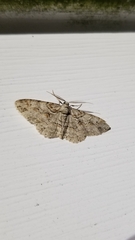 Iridopsis defectaria