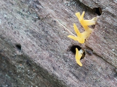 Calocera cornea