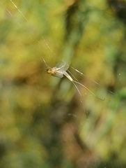 Heptagenia longicauda