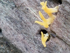 Calocera cornea