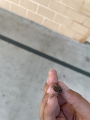 Eleutherodactylus planirostris