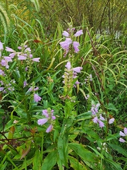 Physostegia