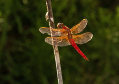 Libellula croceipennis