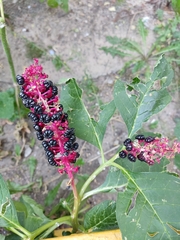 Phytolacca acinosa