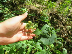 Polymnia canadensis canadensis