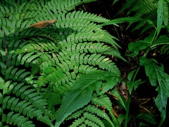 Dryopteris marginalis