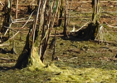 Luscinia svecica