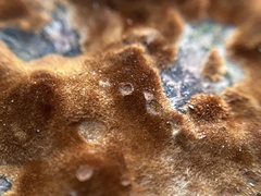 Inonotus hispidus