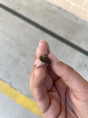 Eleutherodactylus planirostris