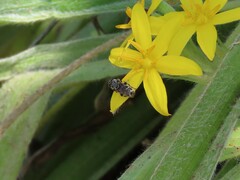 Eumerus