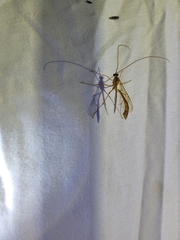 Enicospilus americanus-complex