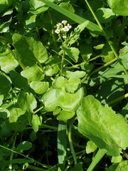 Nasturtium officinale