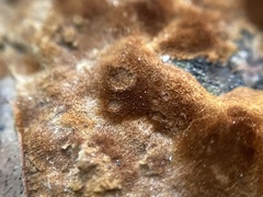 Inonotus hispidus