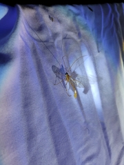 Enicospilus americanus-complex