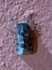 Paracles variegata