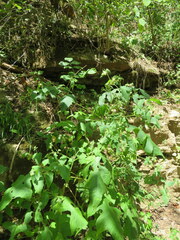 Polymnia canadensis canadensis