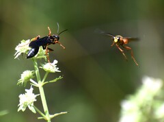 Sphex flavovestitus