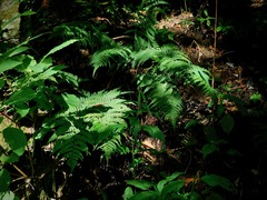 Dryopteris marginalis