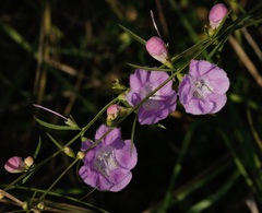 Agalinis purpurea