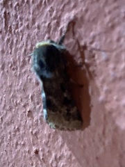 Paracles variegata