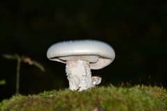 Neolentinus