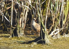 Rallus aquaticus
