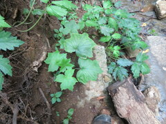 Hydrophyllum canadense