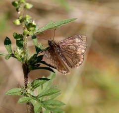 Erynnis baptisiae