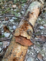 Inonotus hispidus