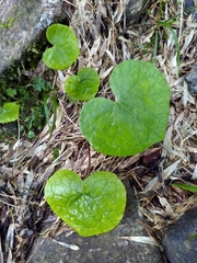 Parasenecio morrisonensis