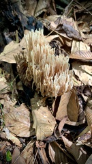 Ramaria stricta