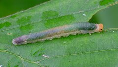 Nematinus fuscipennis