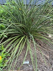 Hesperaloe parviflora