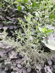Dittrichia graveolens