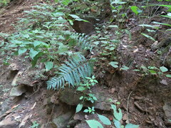 Homalosorus pycnocarpos