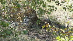 Panthera pardus pardus